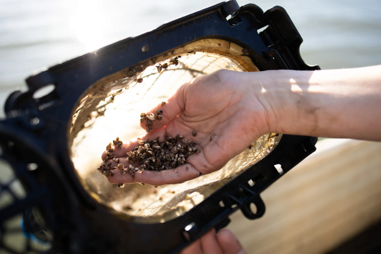 Baby oysters in hand