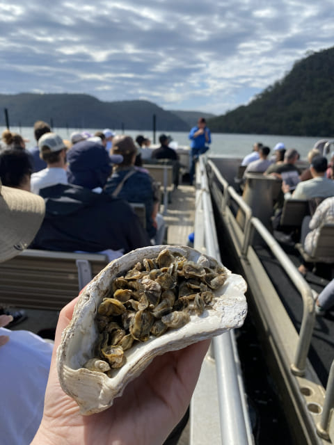 Baby oysters in shell