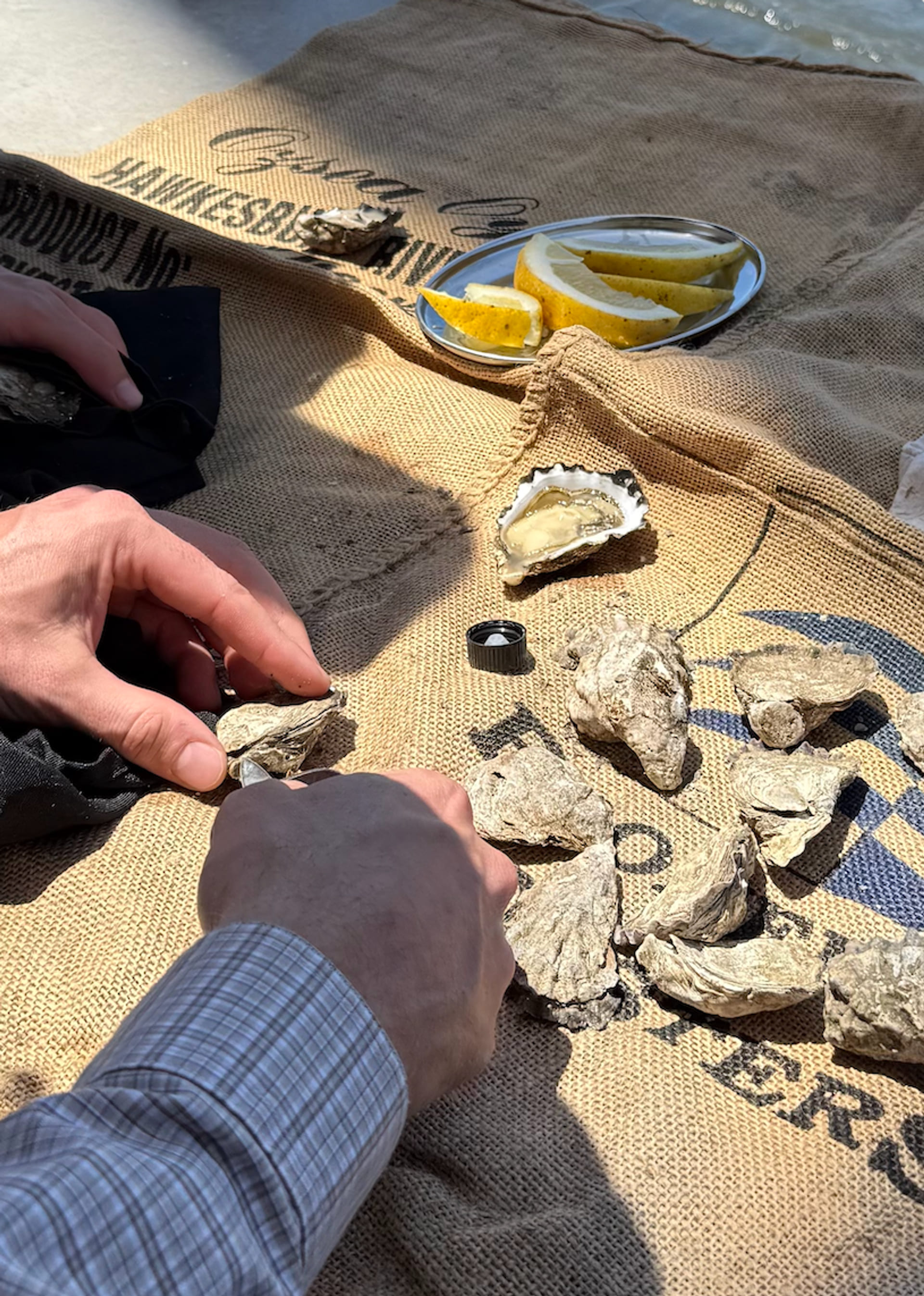 $300 oyster farm tour gift card — shucking fresh Hawkesbury River oysters on the boat